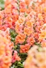 Antirrhinum Twinny Bronze Shds