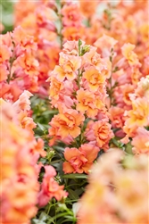 Antirrhinum Twinny Bronze Shds