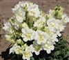 Antirrhinum Twinny White