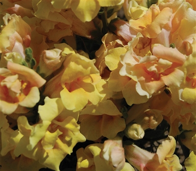 Antirrhinum Twinny Yellow Shds