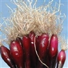 Onion Red Bunching