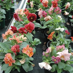 Pansy Chianti Mixed