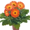 Gerbera F/Line Midi FireballBC