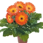 Gerbera F/Line Midi FireballBC