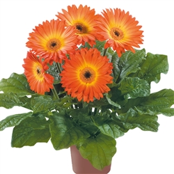 Gerbera F/Line Midi FireballBC