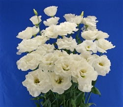 Lisianthus Helix White Pellets_disc