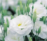 Lisianthus Arena 3 White Pellets