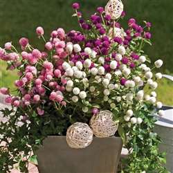Gomphrena Las Vegas Mix
