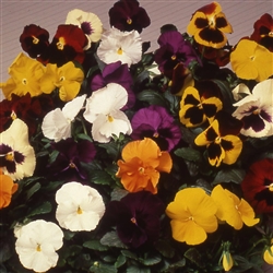 Pansy Swiss Giants Mix OP