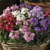 Verbena Obsession Past. Mix