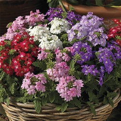 Verbena Obsession Past. Mix