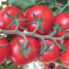 Tomato Truss F1