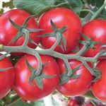 Tomato Truss F1