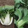 Pakchoi F1 Mix