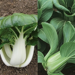 Pakchoi F1 Mix