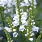 Physostegia Crystal Peak