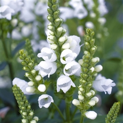 Physostegia Crystal Peak