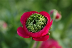 Ranunculus Reinette Rose