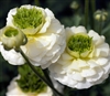 Ranunculus Reinette White Imp