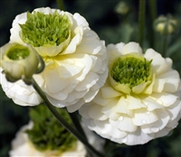 Ranunculus Reinette White Imp