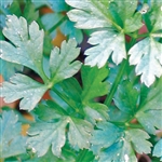 Parsley Italian Plainleaf