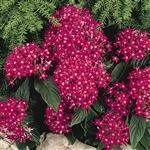 Pentas Graffiti Bright Red