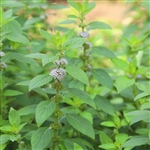 Pennyroyal (Mentha pulegium)