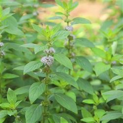 Pennyroyal (Mentha pulegium)