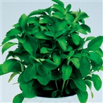 Stevia Sweetleaf