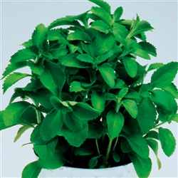 Stevia Sweetleaf