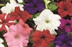 Petunia Colour Parade Mix Pell