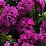 Petunia Dble Casc.Burgundy Pellets