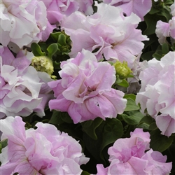 Petunia Dble Casc.Orc Mist Pellets