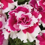 Petunia Dble Casc.Rose Pirouette Pellets