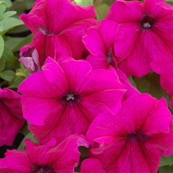 Petunia Limbo Burgundy Pellets