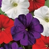 Petunia Lambada Spirit Mix Pel