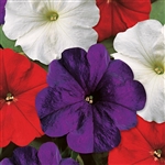 Petunia Lambada Spirit Mix Pel