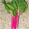 Silverbeet Flamingo (Pink)-Dec