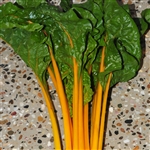 Silverbeet Oriole (Orange)-Dec