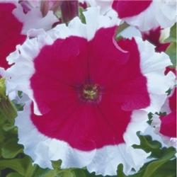 Petunia Frost Cherry Pellets