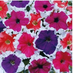 Petunia Frost Mix Pellets