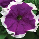 Petunia Frost Velvet Pellets