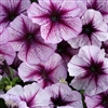 Petunia Horizon Bl'berry Sundae