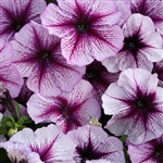 Petunia Horizon Bl'berry Sundae