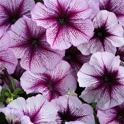 Petunia Horizon Bl'berry Sundae