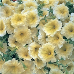 Petunia Horizon Yellow  Pellet