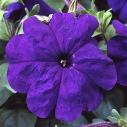 Petunia Lambada Blue Pellets