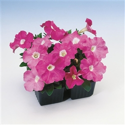 Petunia Lambada Pink Pellets