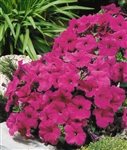 Petunia Lambada Purple Pellets