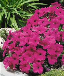 Petunia Lambada Purple Pellets